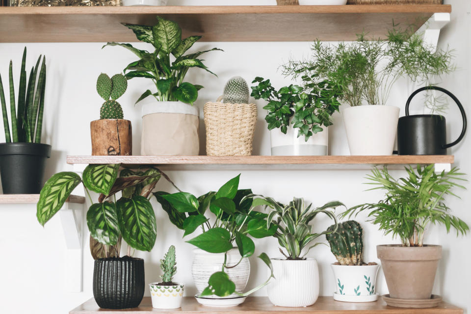 House plants on shelves