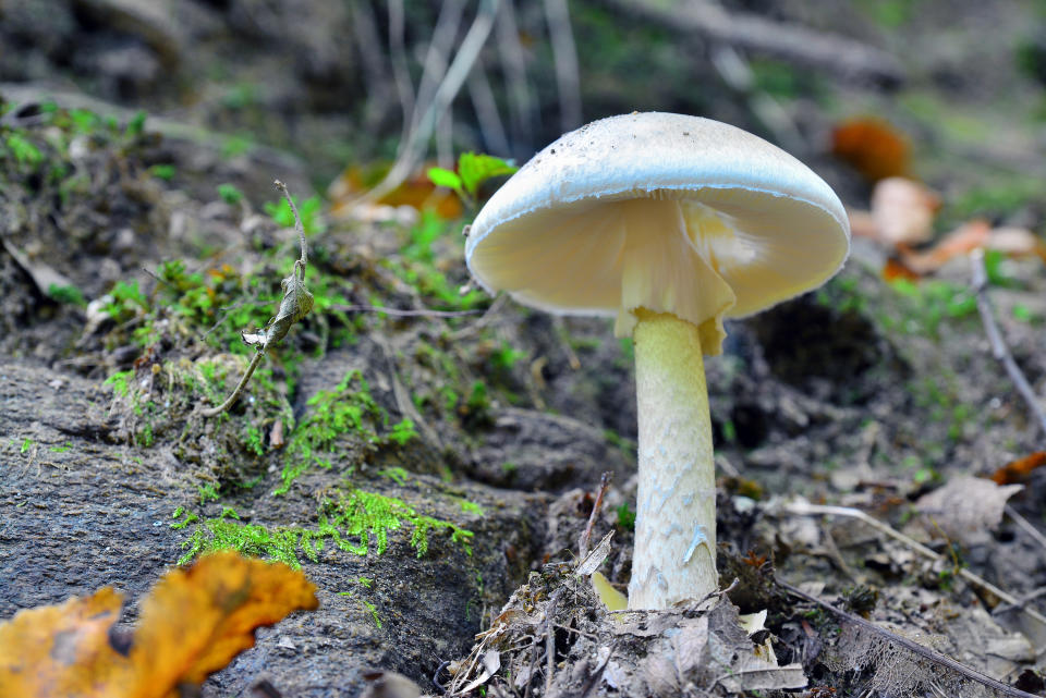 amanita phalloides on the ground