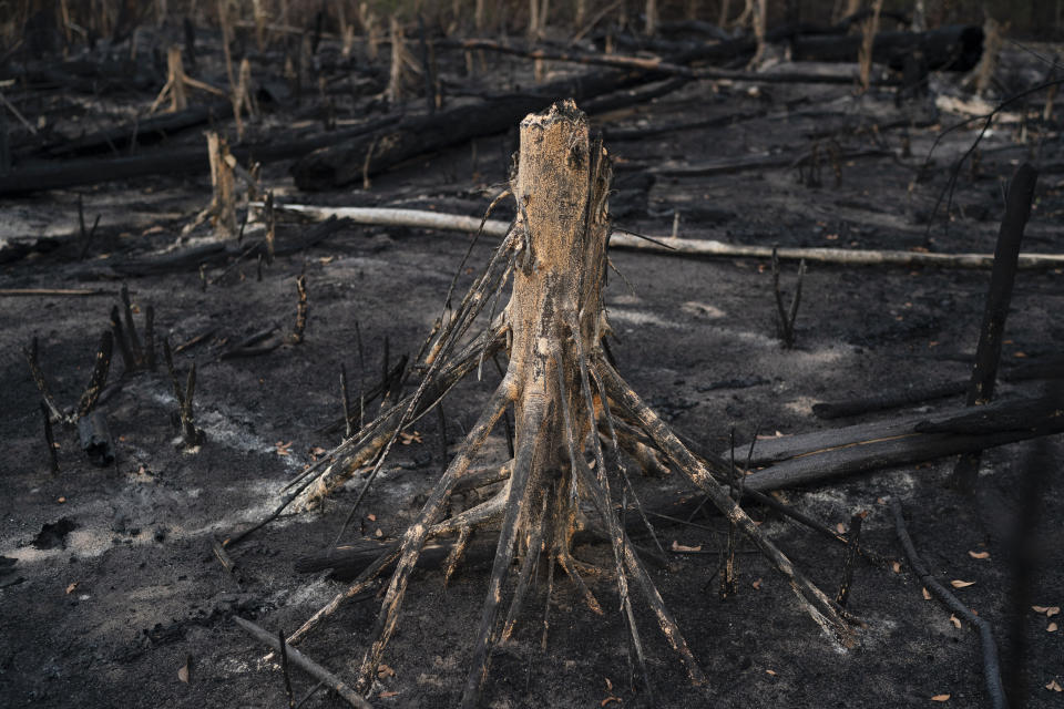 In this Nov. 23, 2019 photo, a cut tree stands in a burned area in Prainha, Para state, Brazil. Official data show Amazon deforestation rose almost 30% in the 12 months through July, to its worst level in 11 years. Para state alone accounted for 40% of the loss. (AP Photo/Leo Correa)