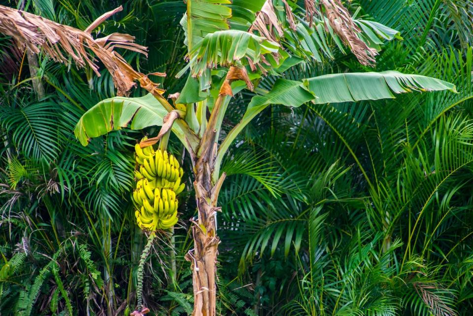 Ripened bananas growing on large tree with a tropical background. 