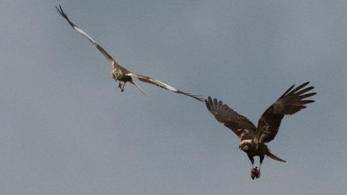 A male marsh harrier carrying prey towards his mate across a grey sky, Lakenheath Fen