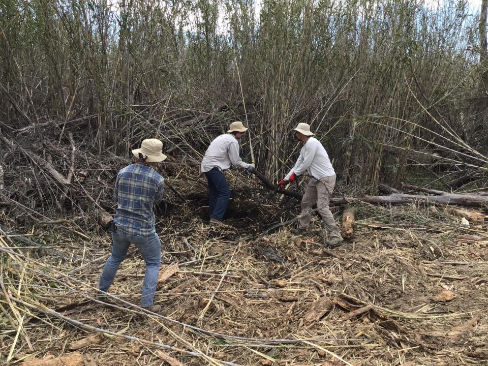 Before COVID-19 stay-at-home mandates in early 2020, a field team clears the invasive weed known as the giant reed along the Santa Clara River. It&rsquo;s among the fastest-growing plants in the world. (Photo: Adam Lambert, Marine Science Institute.)