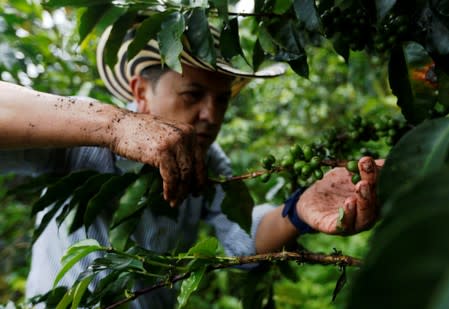 Colombian coffee grower Jose Eliecer Sierra picks coffee fruits at a plantation in Pueblorrico