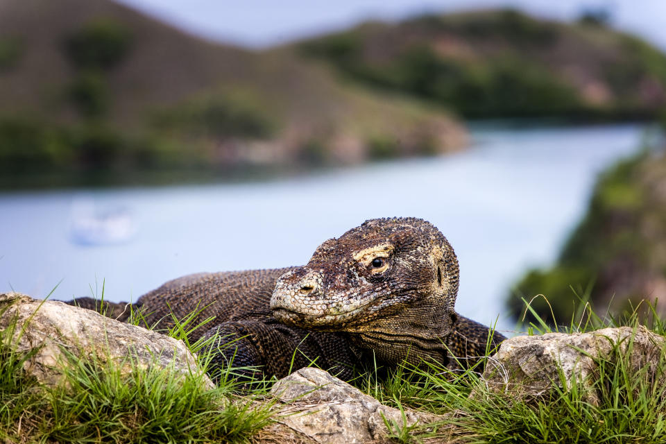 A Komodo dragon pictured on Komodo Island, Indonesia.&nbsp; (Photo: Getty Images)