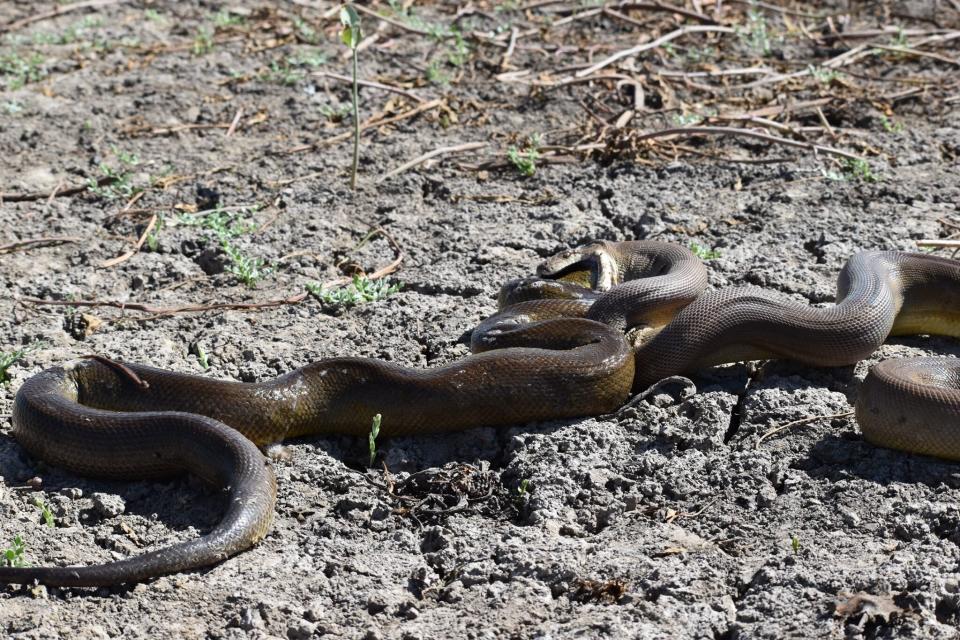 The full body of a snake is coughed up by the olive python.