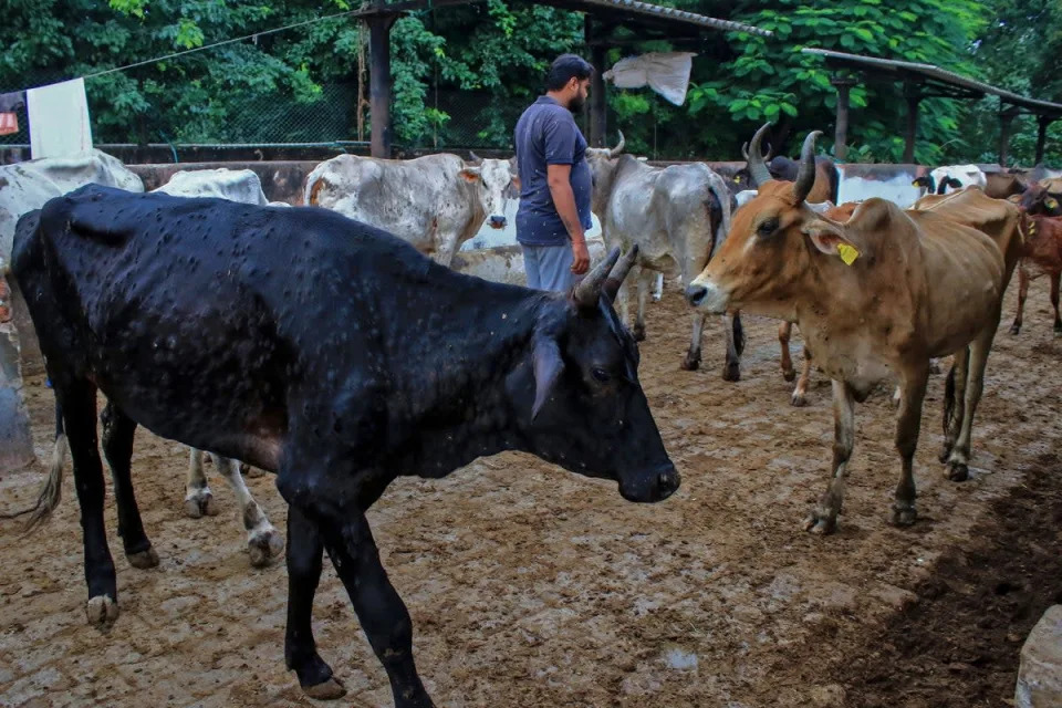 Virus has killed 100,000 cattle in India