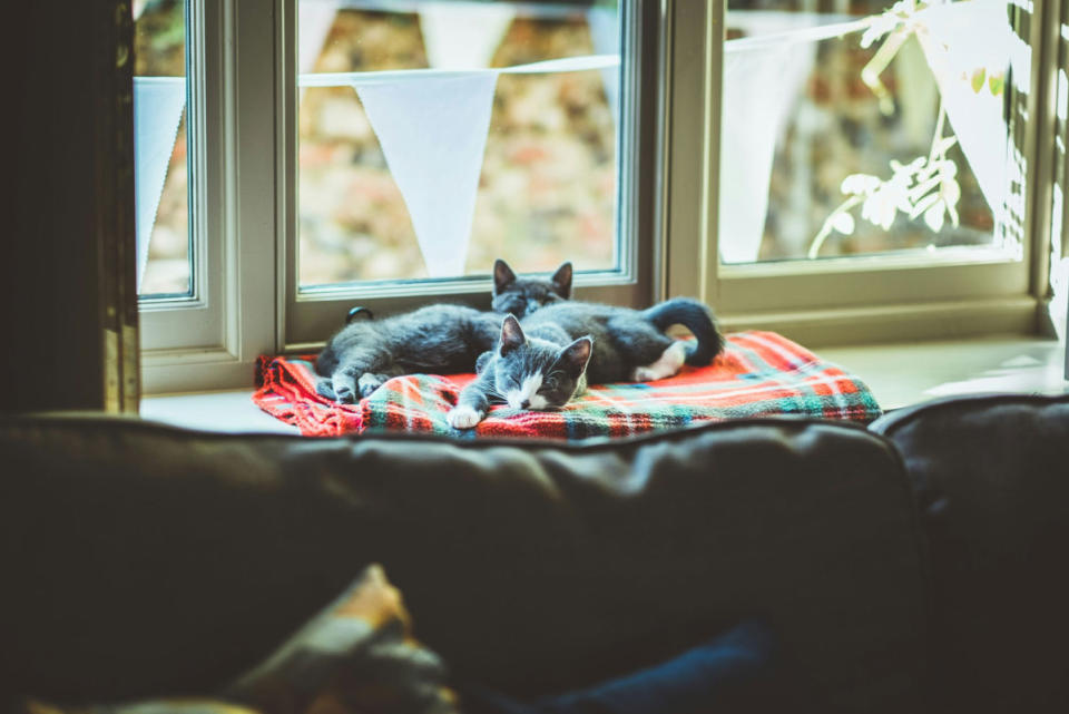 Wash all frequently used blankets and bedding to reduce the presence of dander and fur.<p>Photo by Harry Grout on Unsplash</p>