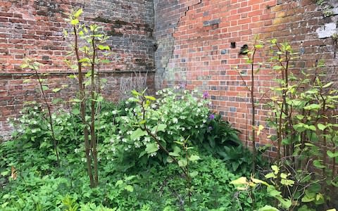 Some of the offending knotweed - Credit: Roger Gawn
