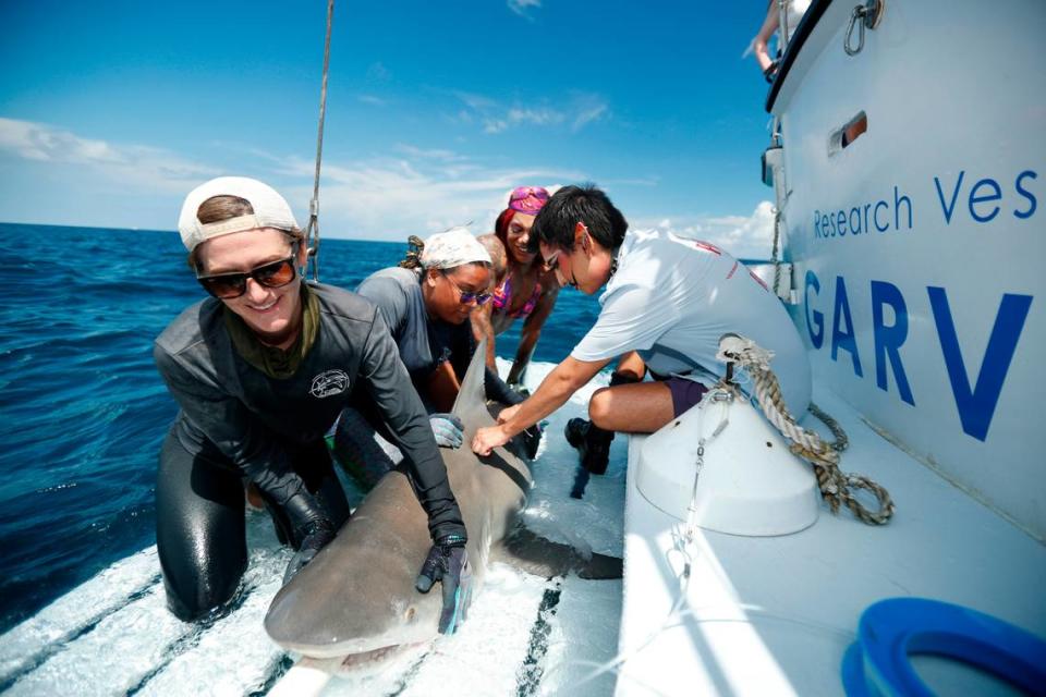 Viola Putx, a Miami drag performer, prepares to install a tag into a bull shark during the Drag and Tag event on September 16, 2023 aboard the RV Garvin off the coast of Miami, Florida.