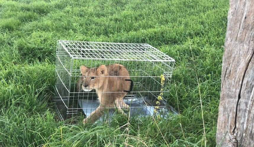 In this image released by the Dutch Police on Monday Oct. 8, 2018, an abandoned lion cub is caged after being found in a field, near Tienhoven, Netherlands. A jogger's run through the Dutch countryside turned into a walk on the wild side when he discovered a lion cub in a field. Police say the young cub was found Sunday in a cage dumped in a field near Tienhoven between the central cities of Utrecht and Hilversum. Police have taken to Twitter to appeal for help in tracing the animal's owner, while the young cub, a male believed to be about five months old, is being cared for by a foundation that looks after big cats. (Dutch Police via AP)