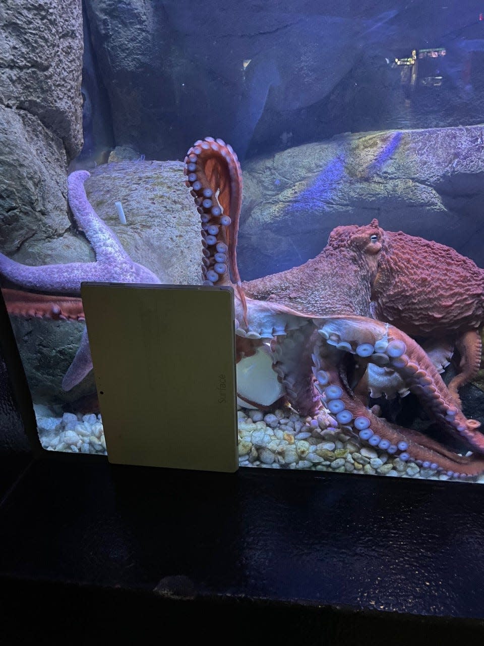 An iPad sits outside a Milwaukee County Zoo enclosure for an octopus. The iPad is part of a Carroll University research project to determine effective enrichment activities for octopuses.