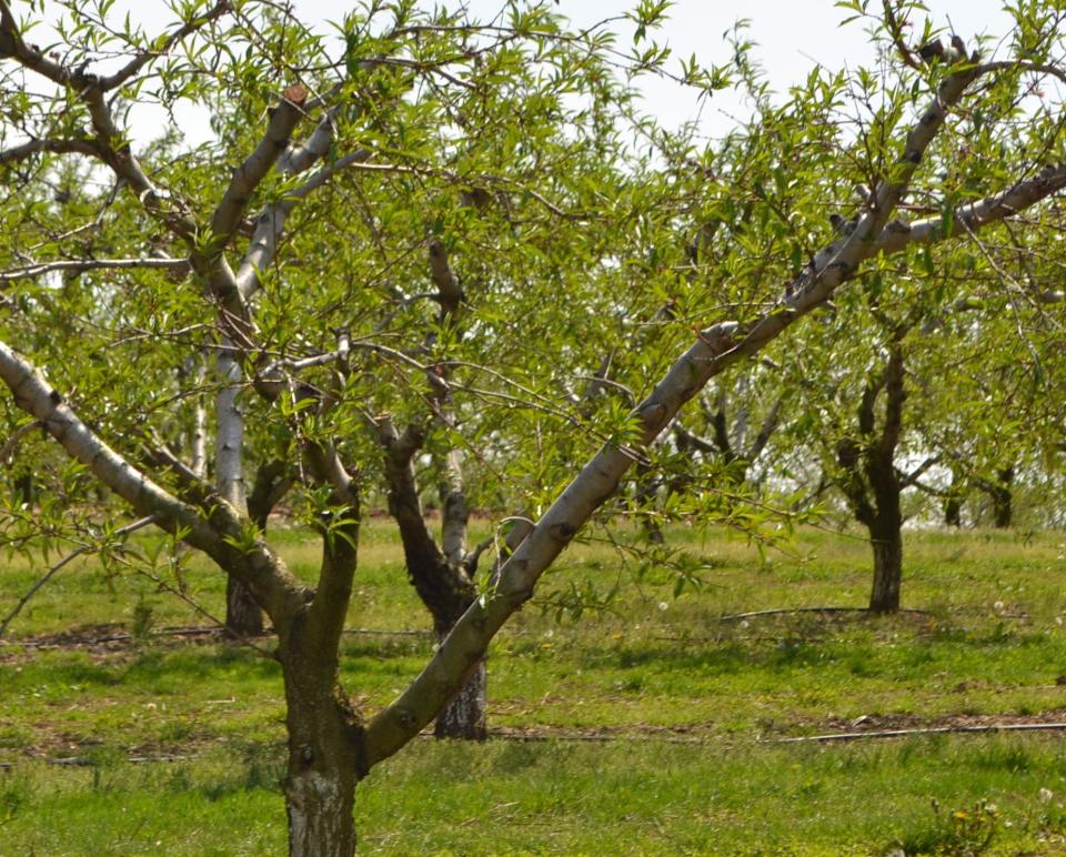 Peach tree with irrigation lines