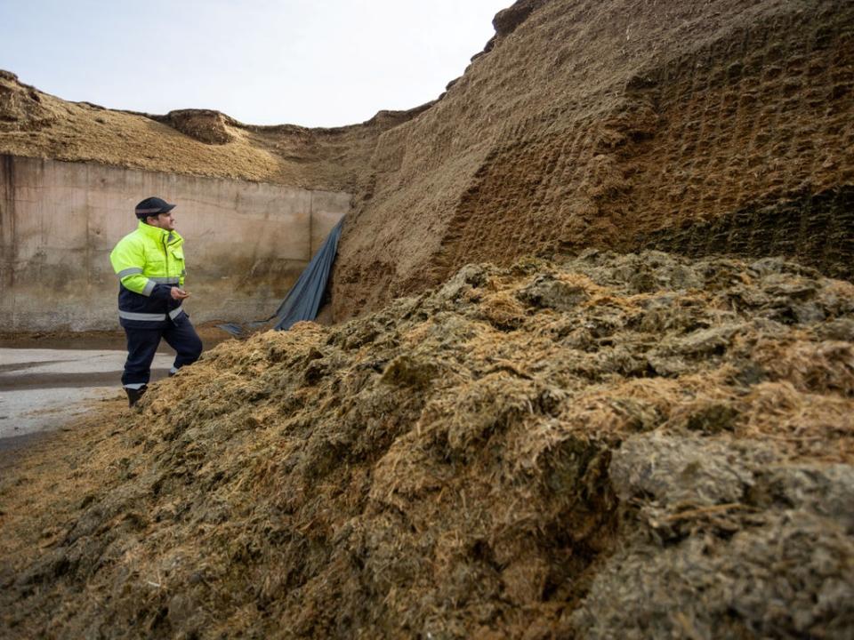 Eight thousand tonnes of crops can be stored at the site ready to produce biogas (Tom Wren SWNS)