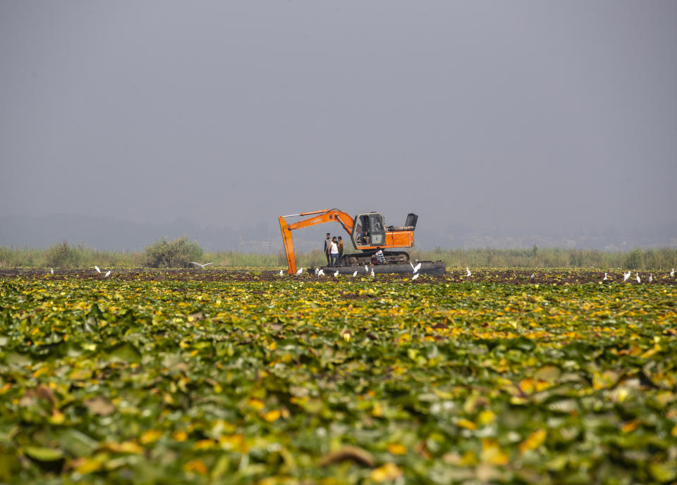 A de-weeding machine is used to remove weeds and lotus lilies at Dal lake in Srinagar, Indian controlled Kashmir, Tuesday, Sept. 14, 2021. Weeds, silt and untreated sewage are increasingly choking the sprawling scenic lake, which dominates the city and draws tens of thousands of tourists each year. (AP Photo/Mukhtar Khan)