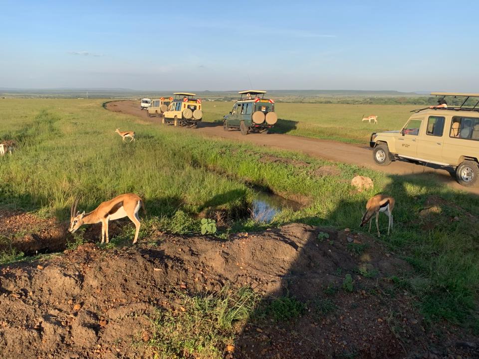 Safari vehicles drive down a dirt road, with gazelles grazing in the grass on each side.
