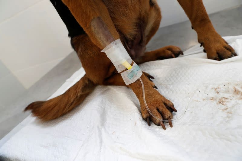 Un perro rescatado de un incendio forestal en Chile recibe atención veterinaria