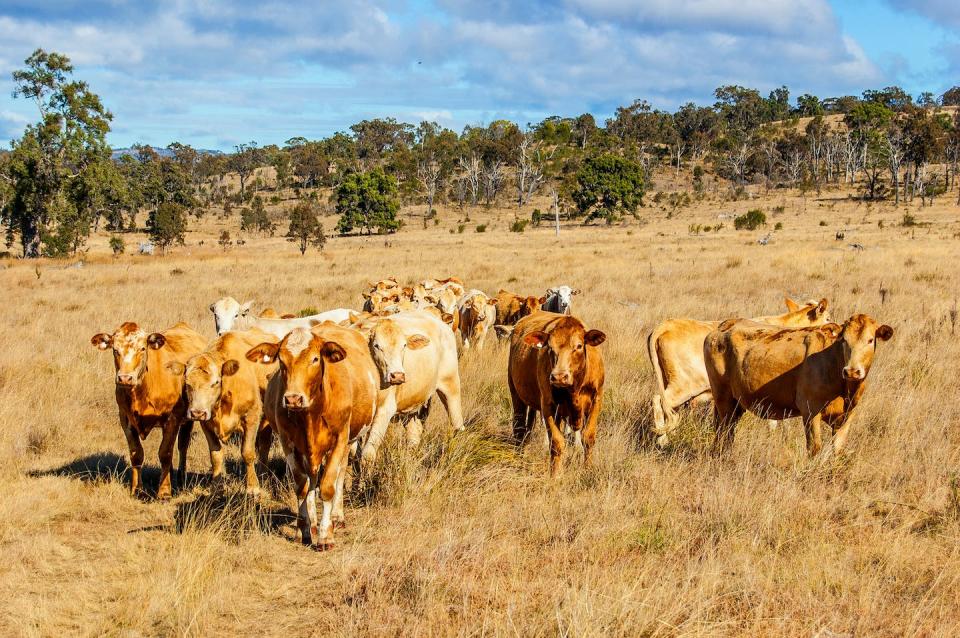 Nature is forced to give up habitat so cattle have grass to eat. Shutterstock