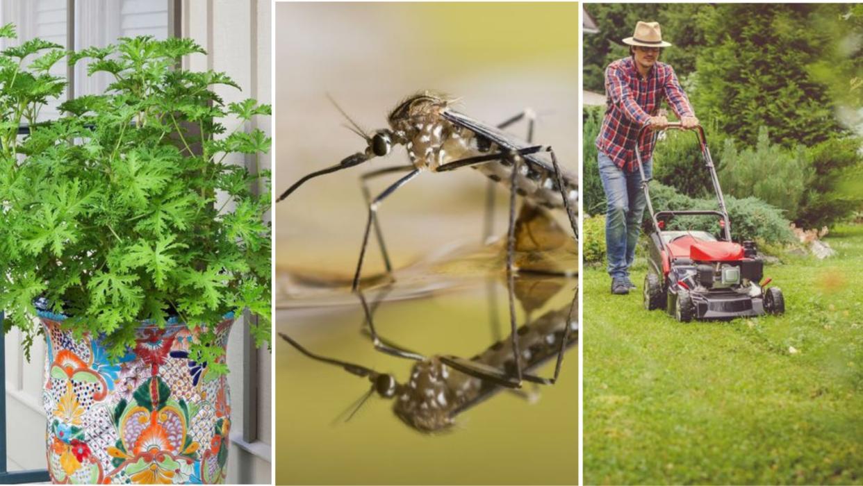 Affordable methods to remove mosquitos from your yard, including citronella plants and mowing the lawn