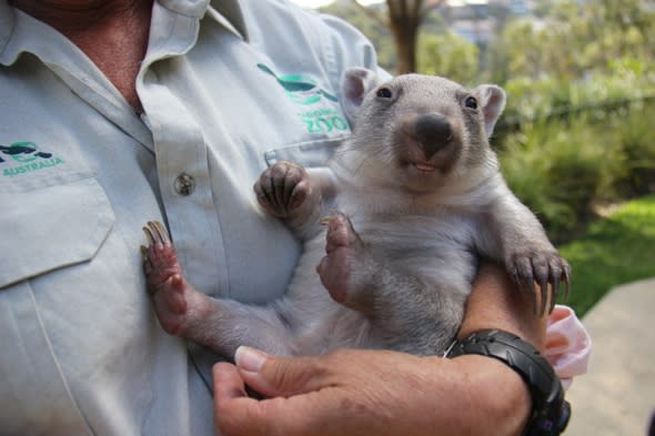 Orphaned baby wombat finds new mum