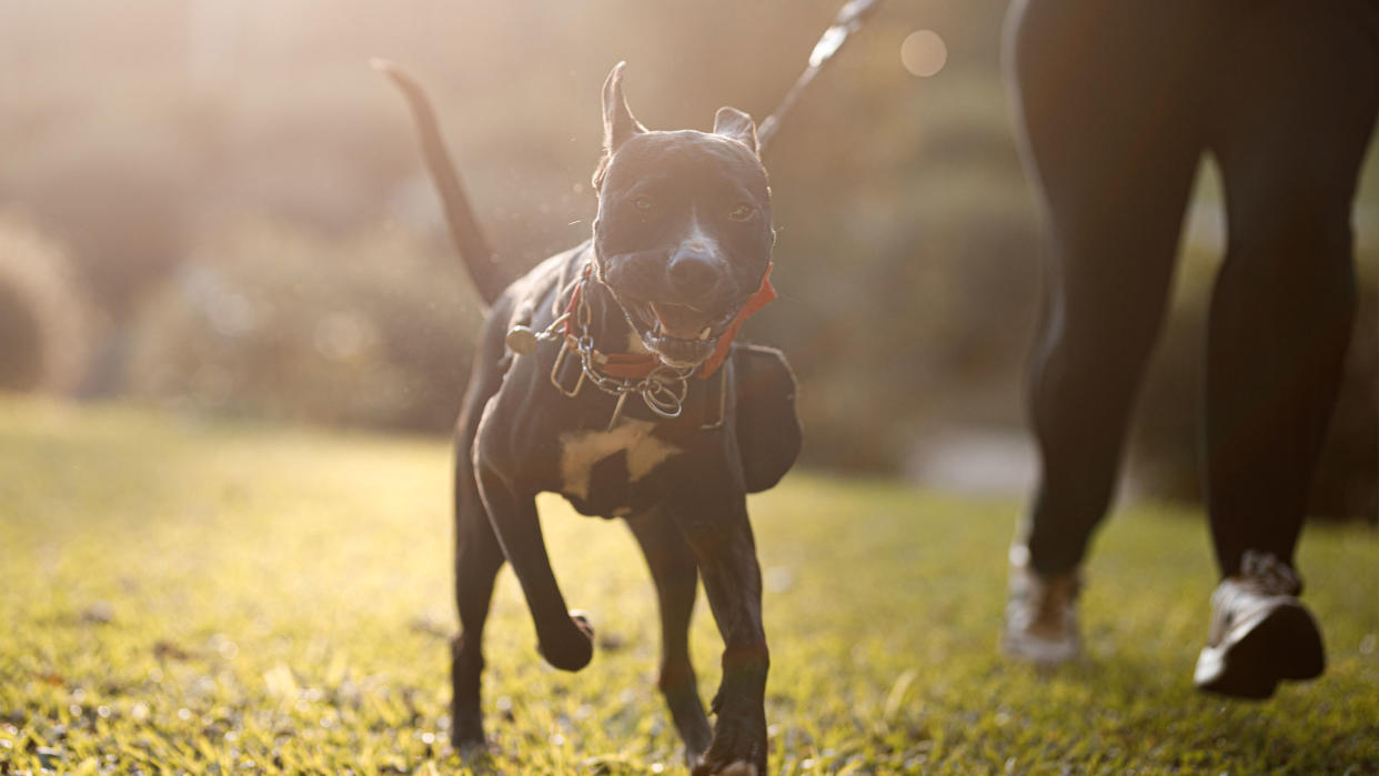  Dog running on leash 