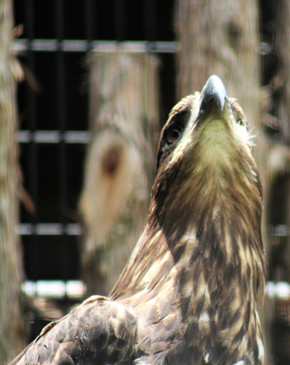 Sparky, one of two bald eagles new to the Abilene Zoo, looks skyward at a different kind of Eagle flying by.