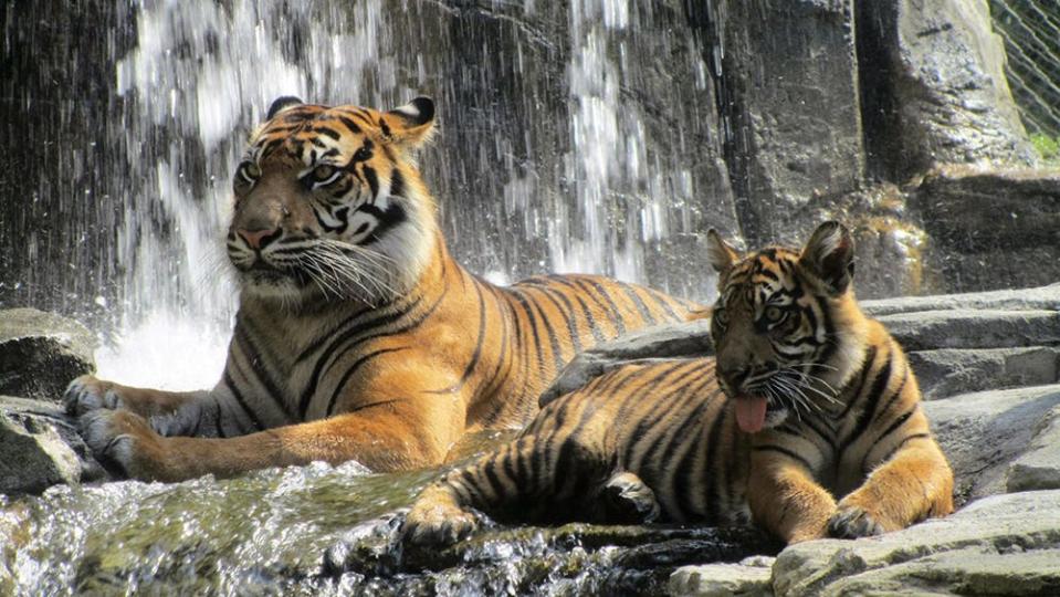 Lucy, a 12-year-old Sumatran tiger, rests with one of her cubs, Kinleigh-Rose. also known as Nisha. Lucy died Aug. 17; Nisha was relocated to the Topeka Zoo earlier this year.