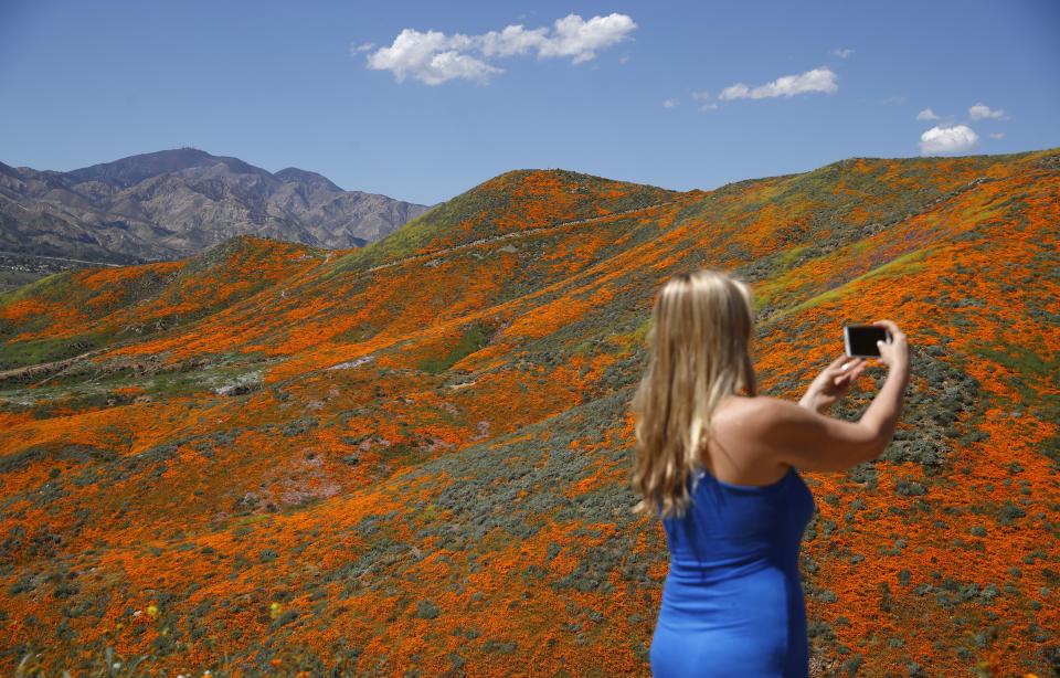 Renee LeGrand, de Foothill Ranch, California, toma una fotografía entre flores silvestres, el lunes 18 de marzo de 2019, en Lake Elsinore, California. (AP Foto/Gregory Bull)