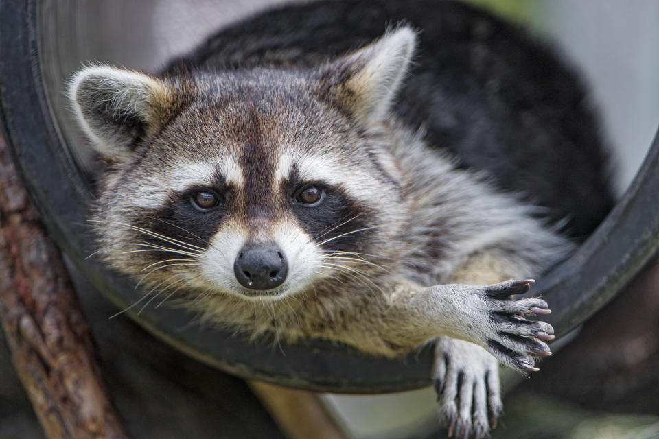 Waschbären sind possierliche Tierchen, können aber auch gehörig Unruhe stiften.  (Symbolbild: Getty Images)