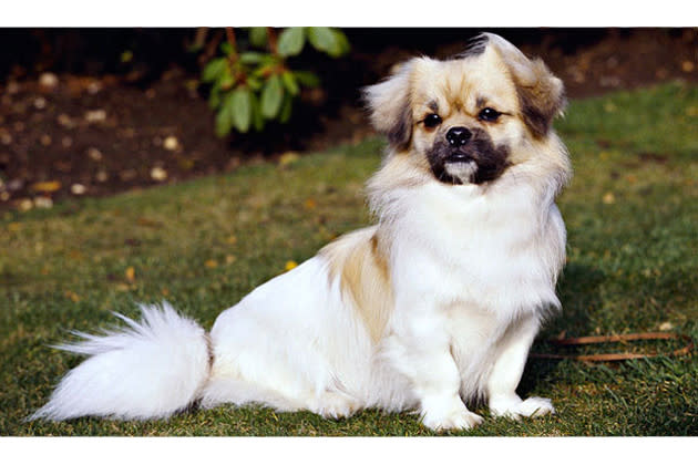 Tibetan Spaniel — Pint-Size Snuggler