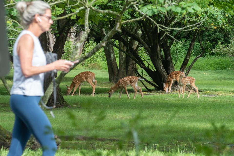 Fawns at the James A. McFaul Environmental Center in Wyckoff, NJ on Monday July 10, 2023. 