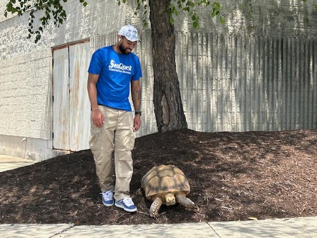 SeaQuest worker Kole Troche takes Stormin’ Norman for a walk. (Karen Stowers/ WFXR News)