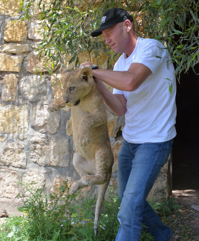 <span class="caption">Hans Bauer assisting authorities to move a confiscated lion cub in Ethiopia. Photograph: Aziz Ahmed.</span> <span class="attribution"><span class="license">Author provided</span></span>