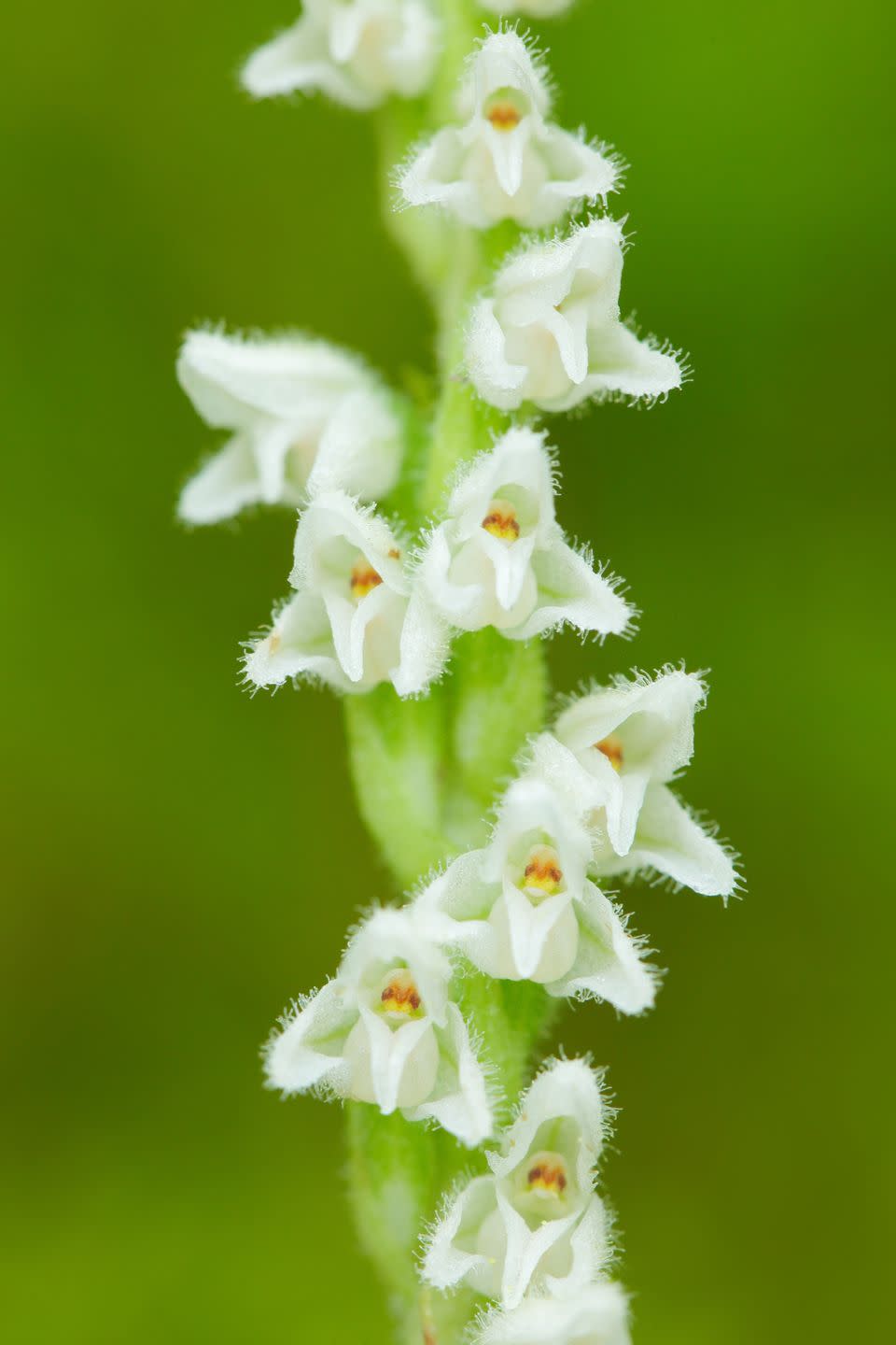 Goodyera