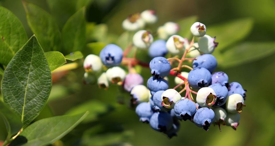 It's blueberry picking season at Tree Berry Farm in Scituate.