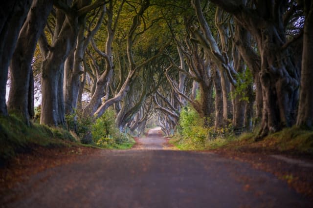 Road through The Dark Hedges