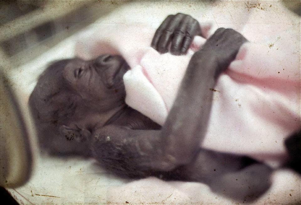 Ramses I was the third gorilla to be born at the Cincinnati Zoo on April 12, 1971. Animal care specialist Ann Southcombe raised Ramses I from birth.