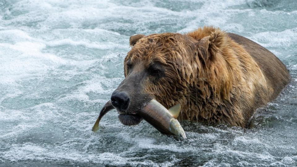 A grizzly bear sits in a river eating a salmon