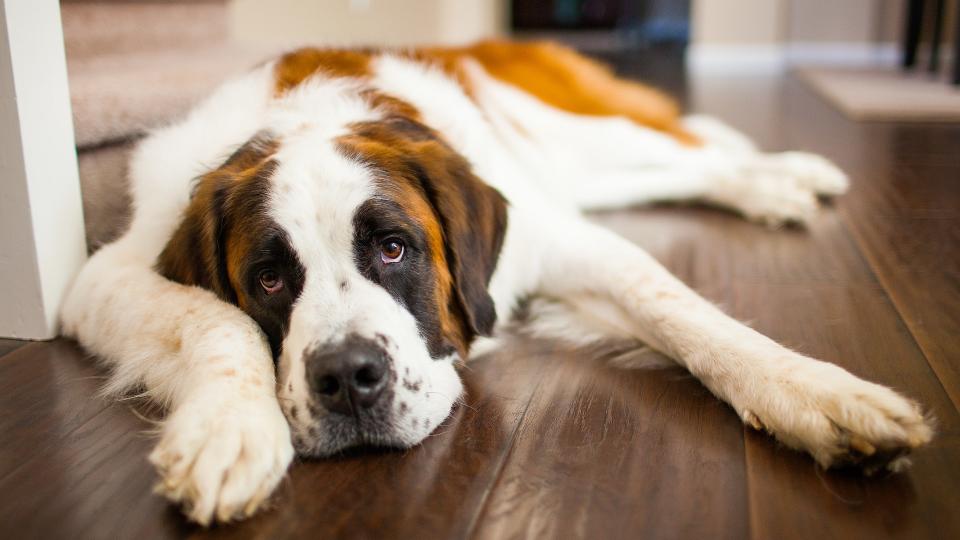 A tired Saint Bernard dog relaxes on a hardwood floor indoors