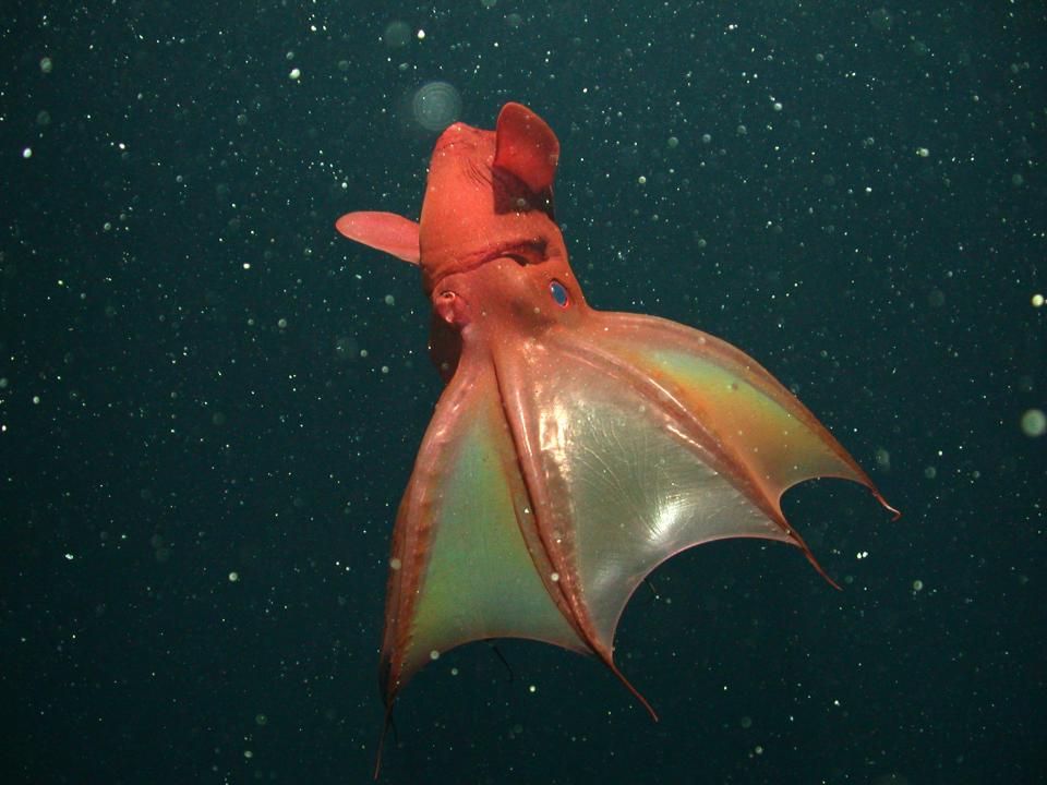 Vampire squid.