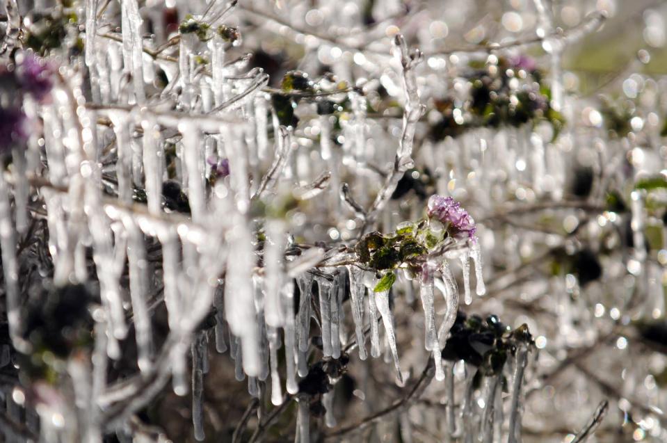 An overnight sprinkler left icicles on the shrubs at The Antique Market of San Jose, Tuesday, Jan. 7, 2014, in Jacksonville, Fla. (AP Photo/The Florida Times-Union, Will Dickey)