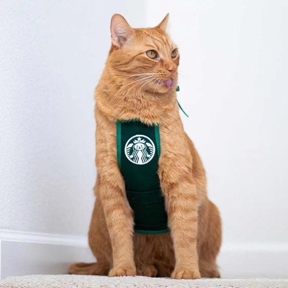 Cat wearing a Meowbucks Apron