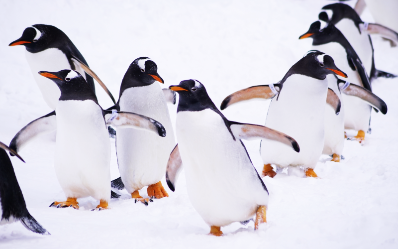 英國研究發現企鵝糞便中有金星特有的物質，大膽推測企鵝有可能是外星物種。（示意圖，圖片來源Photo AC）