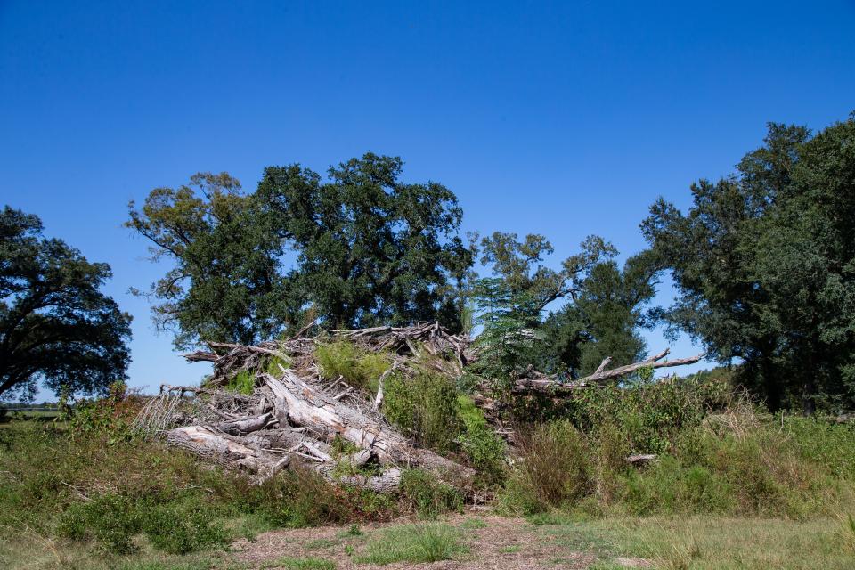 One of two debris piles on Larry FordÕs land remain from Hurricane Michael, which blew through the Florida Panhandle in October of 2018.