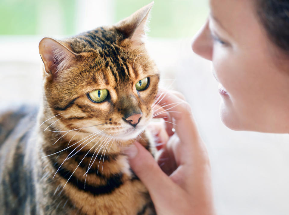 Woman petting tabby cat's chin