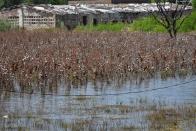 Cotton crops are submerged in floodwaters due to heavy monsoon rains, in Tando Jam near Hyderabad, a district of southern Sindh province, Pakistan, Saturday, Sept. 17, 2022. Nearly three months after causing widespread destruction in Pakistan's crop-growing areas, flood waters are receding in the country, enabling some survivors to return home. The unprecedented deluges have wiped out the only income source for millions, with officials and experts saying the floods damaged 70% of the country's crops. (AP Photo/Pervez Masih)