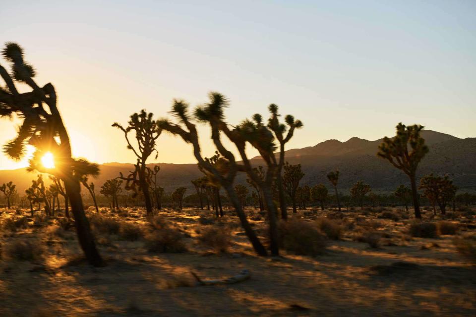 <p>Yasara Gunawardena</p> Joshua Tree National Park is named for its distinctive trees, which are endemic to the Mojave Desert.