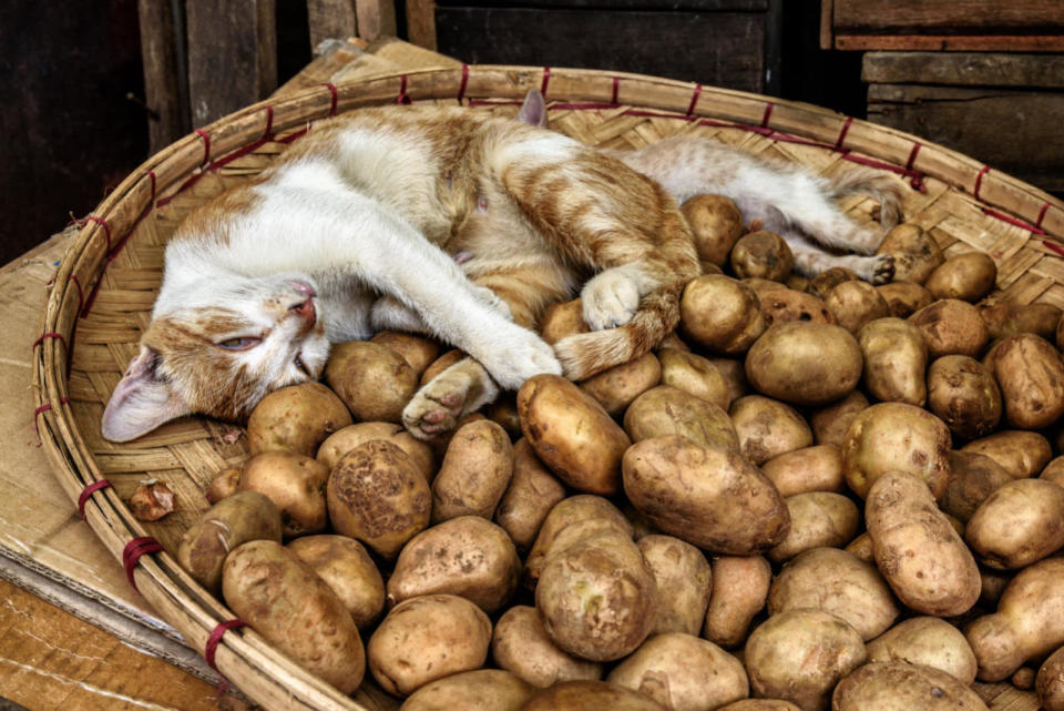 Pomme de terre, choux, et navets : Ces légumes sont mauvais pour les chats car en fermentant dans leur estomac, ils provoquent des gaz et des diarrhées. Lorsqu'elles sont crues, les pommes de terre contiennent quant à elles de l'oxalate de calcium, un cristal ionique qui endommage l'appareil urinaire des animaux et peut provoquer des calculs rénaux.