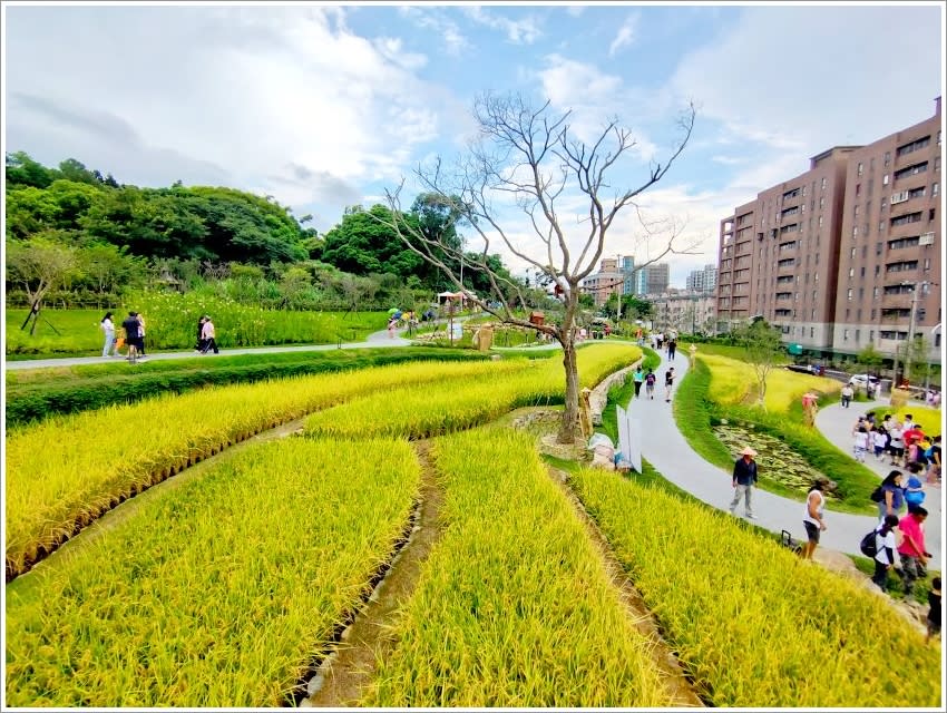 桃園｜大有梯田生態公園