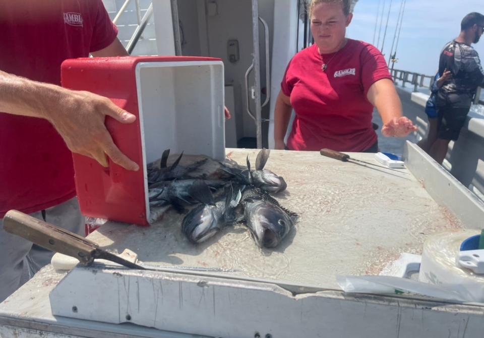 Staff of The Gambler deep sea fishing vessel in Point Pleasant Beach preparing to clean black sea bass for anglers.