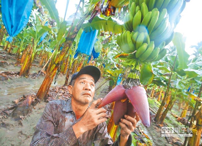 種多賠多 蕉農棄採心已死